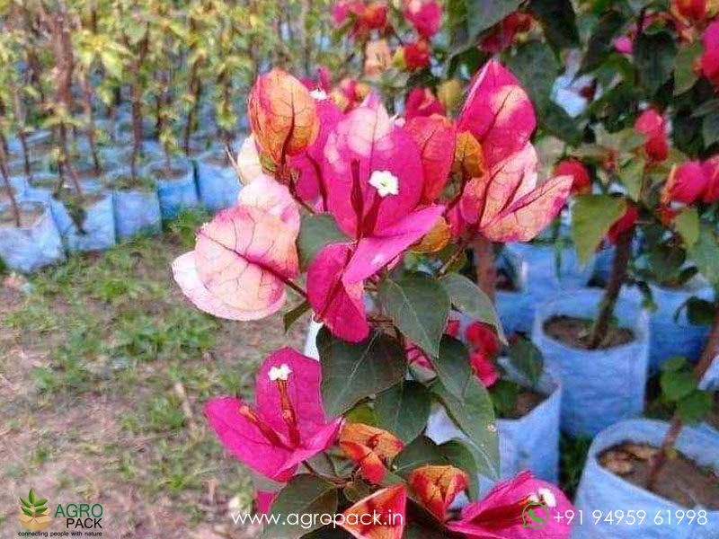 Thai-Bougainvillea1