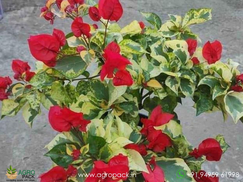 Thai-Bougainvillea2