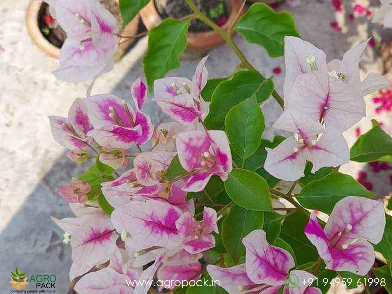 Thai-Bougainvillea4