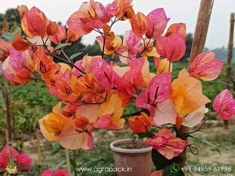 Thai-Bougainvillea5