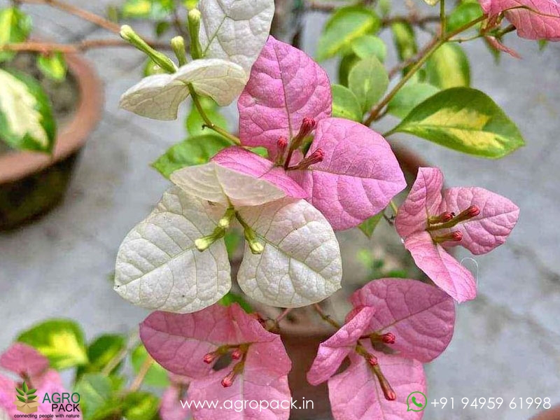 Thai-Bougainvillea6