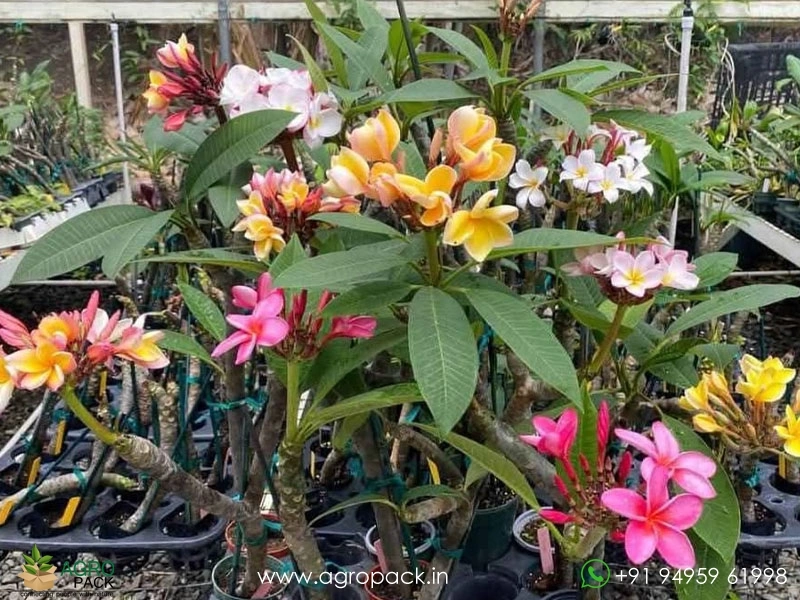 Thai-Variety-Plumeria-Rubra2