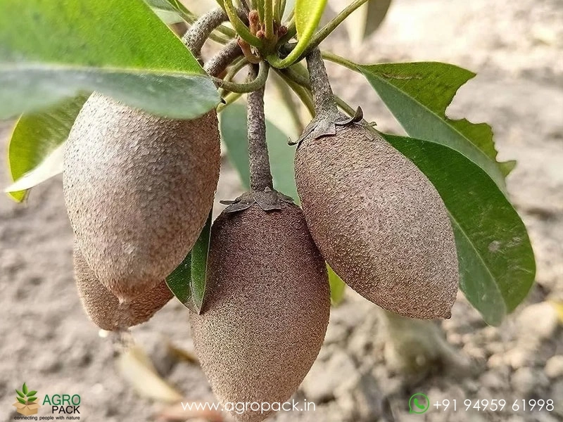 Thai-banana-sapota1