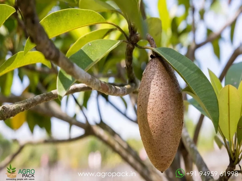 Thai-banana-sapota2