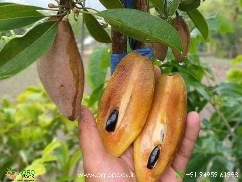Thai-banana-sapota4