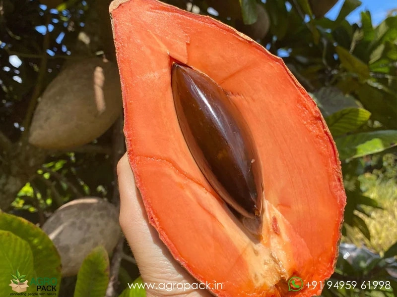 Thai-banana-sapota5