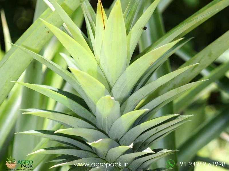 Thornless-Pineapple3