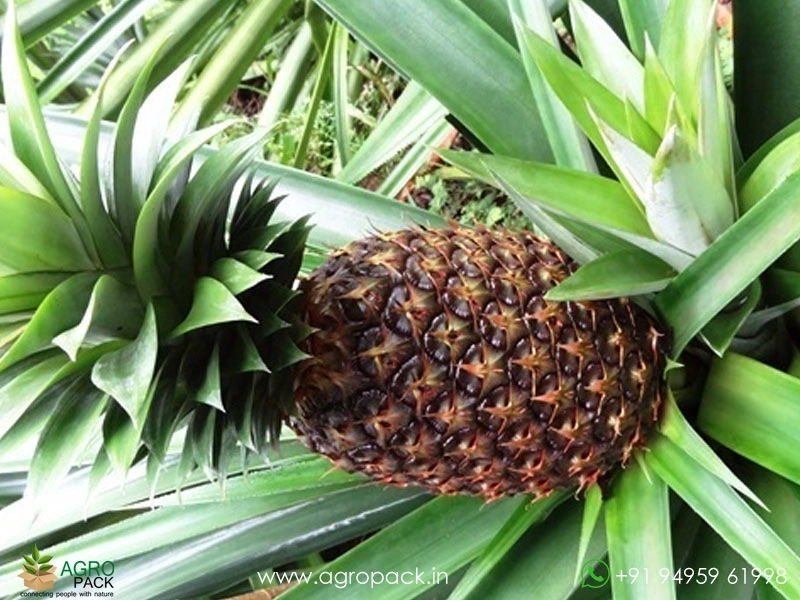 Thornless-Pineapple4