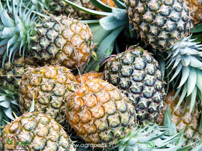 Thornless-Pineapple5