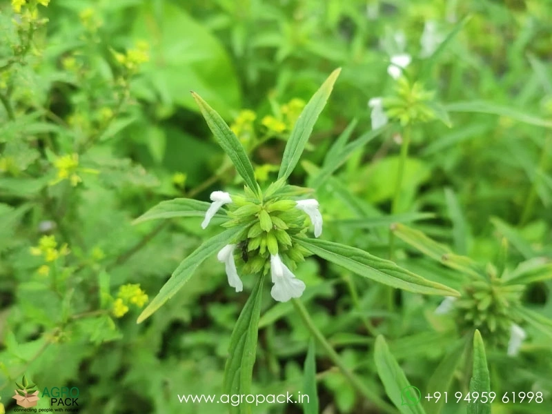 Thumba5