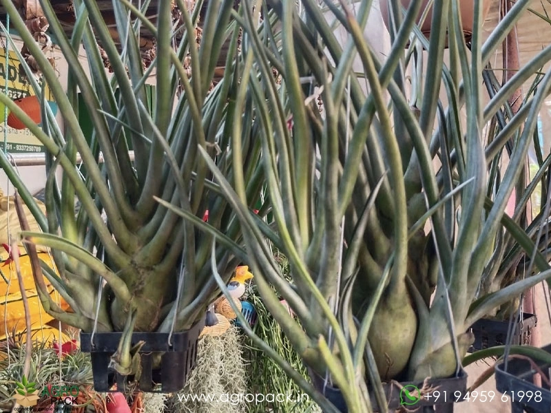 Tillandsia-Bulbosa-Hybrid-Large1