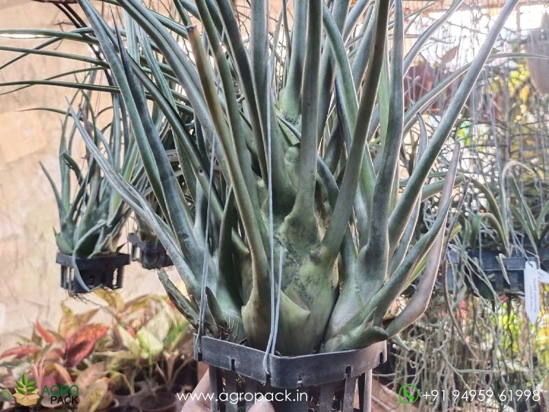 Tillandsia-Bulbosa-Hybrid-Large2