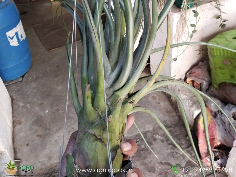 Tillandsia-Bulbosa-Hybrid-Large3