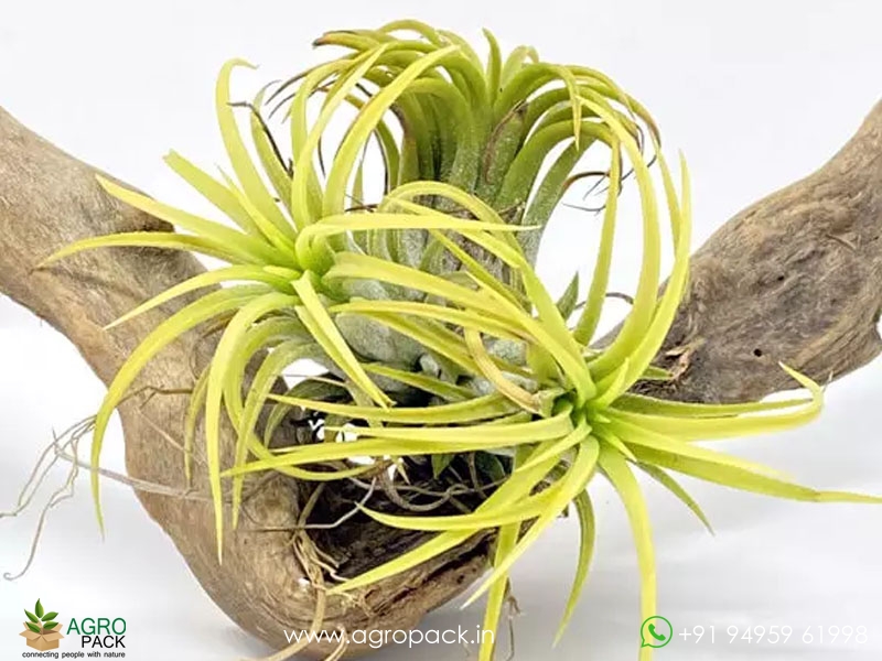 Tillandsia-Druid1
