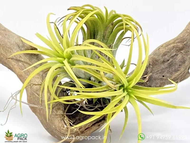 Tillandsia-Druid1