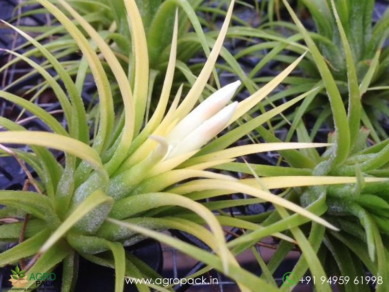 Tillandsia-Druid2