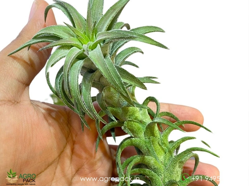 Tillandsia-Ionantha-Vanhyngii1
