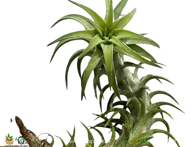 Tillandsia-Ionantha-Vanhyngii4