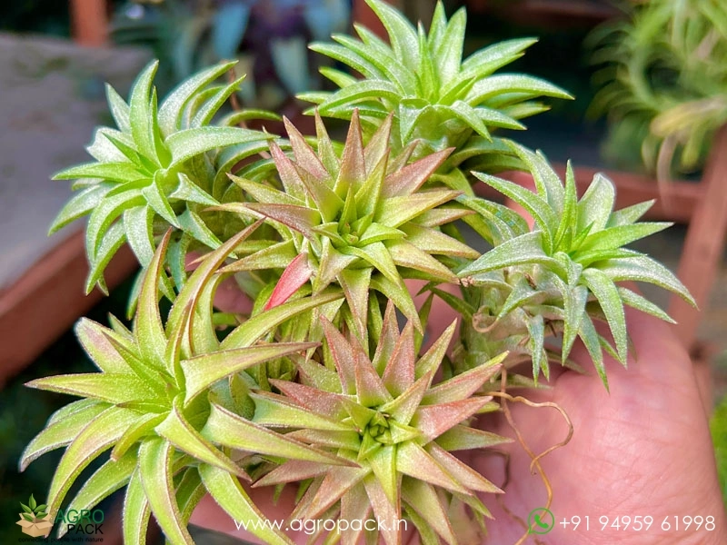 Tillandsia-Ionantha-Vanhyningii-Jumbo-Air-Plant1
