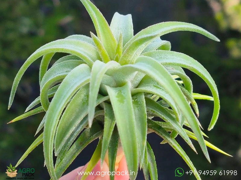Tillandsia-Ionantha-Vanhyningii-Jumbo-Air-Plant2
