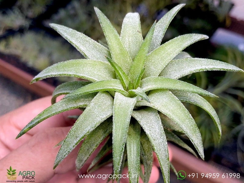 Tillandsia-Ionantha-Vanhyningii-Jumbo-Air-Plant4