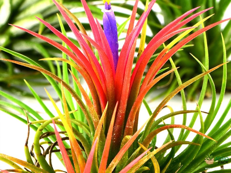 Tillandsia-Ionantha1