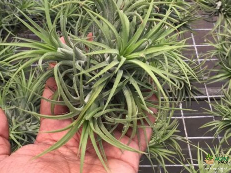 Tillandsia-Ionantha2