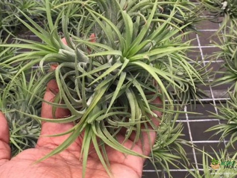 Tillandsia-Ionantha2