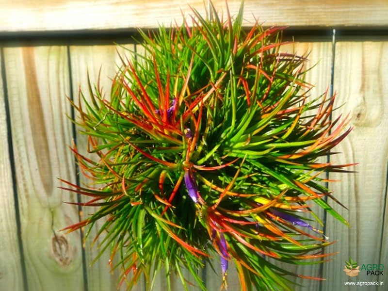 Tillandsia-Ionantha3