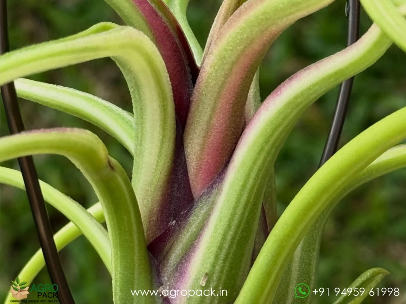 Tillandsia-caput-medusae-Variegated5