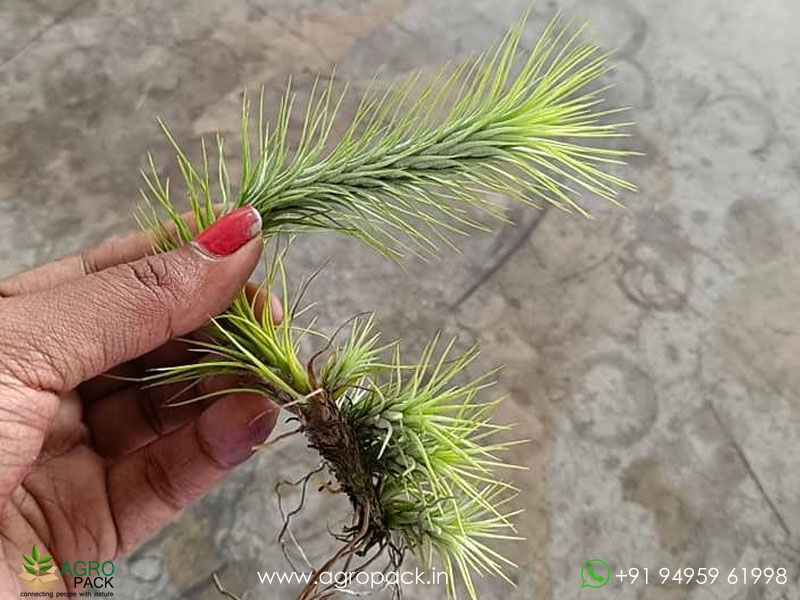Tillandsia-funckiana1