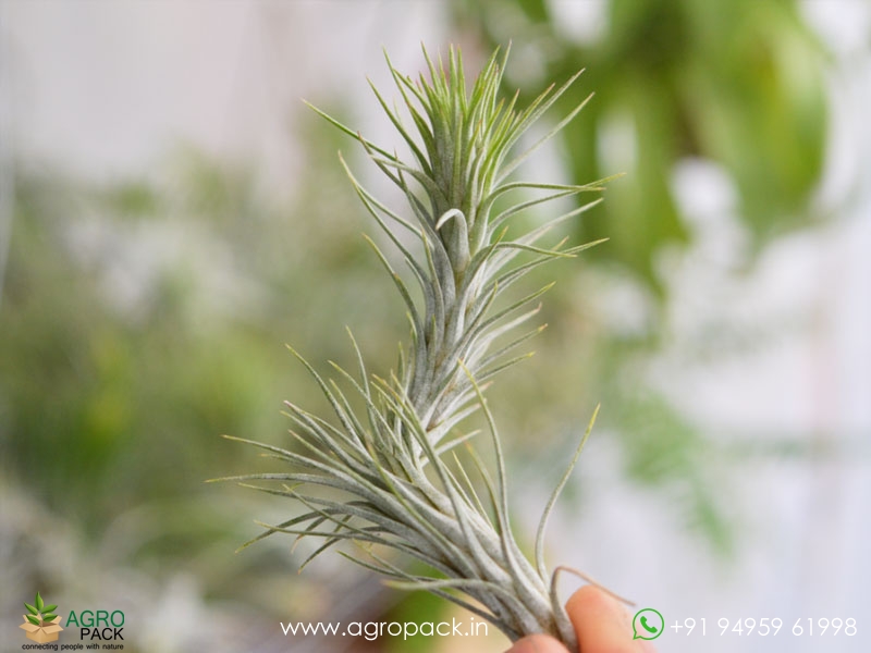 Tillandsia-funckiana3
