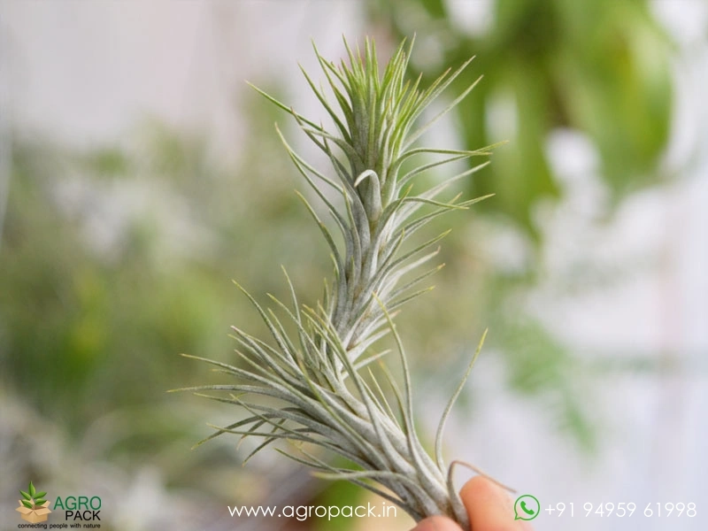Tillandsia-funckiana3