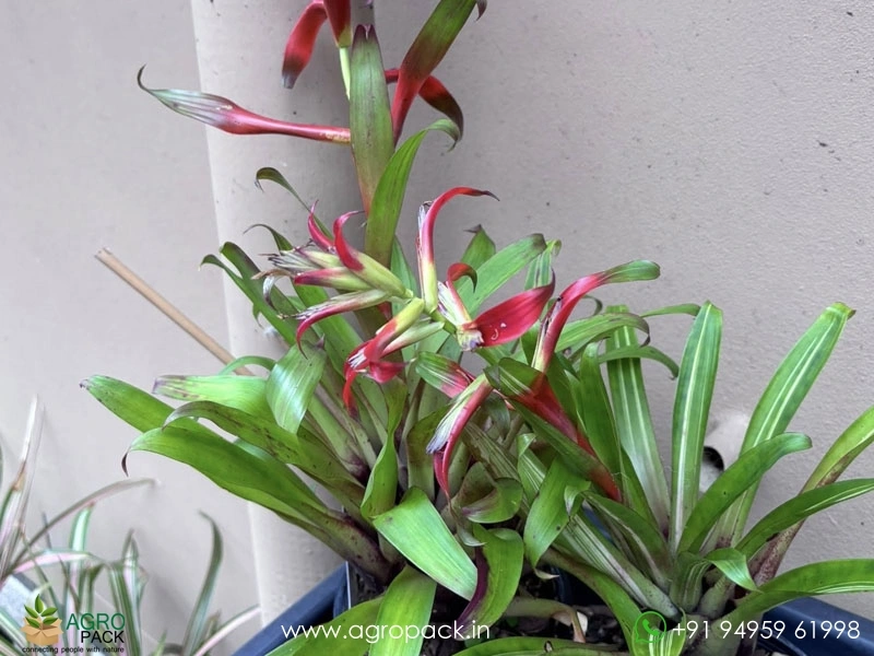 Tillandsia-leoboldiana-Variegated1