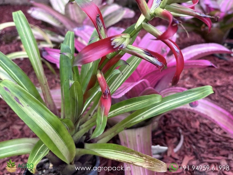 Tillandsia-leoboldiana-Variegated3