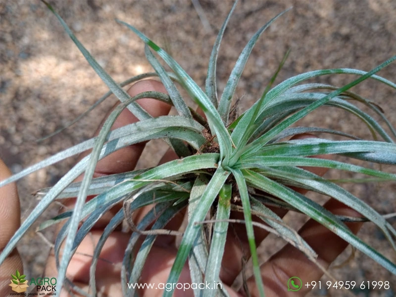 Tillandsia-magnusiana1