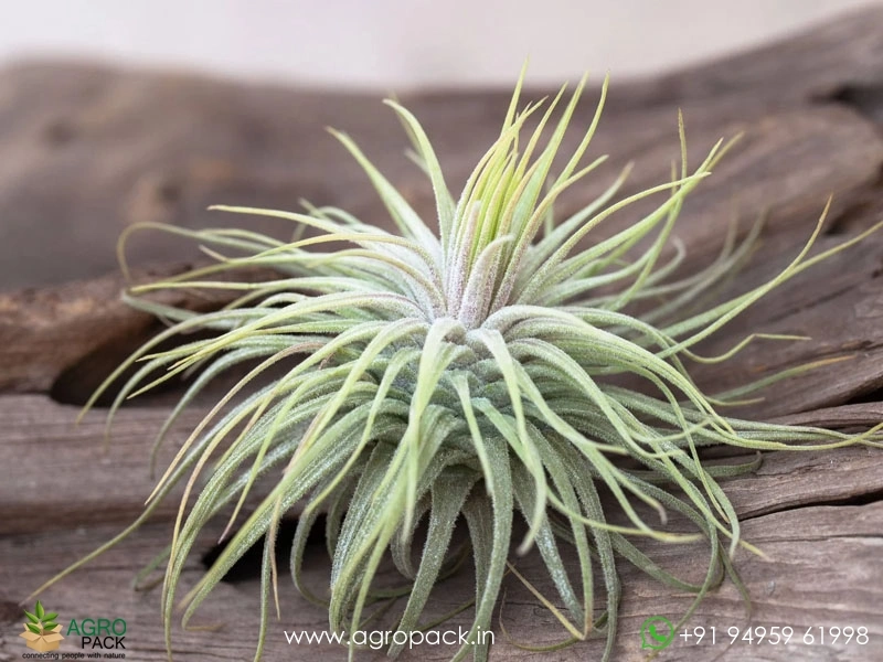 Tillandsia-magnusiana2