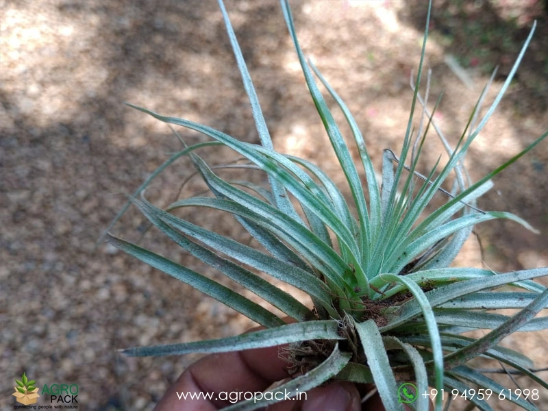 Tillandsia-magnusiana3