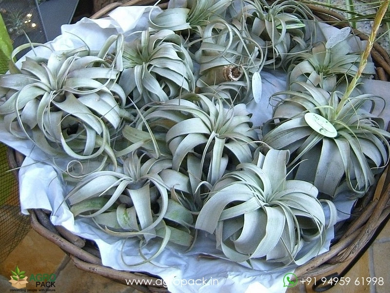 Tillandsia-xerographica5
