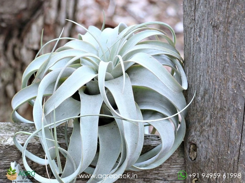 Tillandsia-xerographica6
