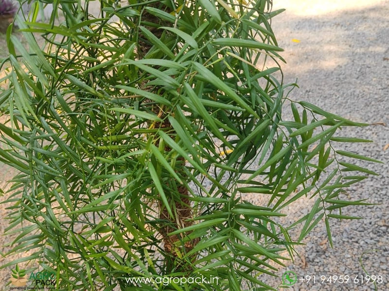 Tiny-Climbing-Bamboo1
