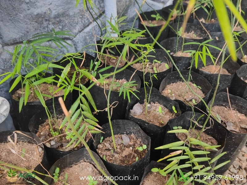 Tiny-Climbing-Bamboo4