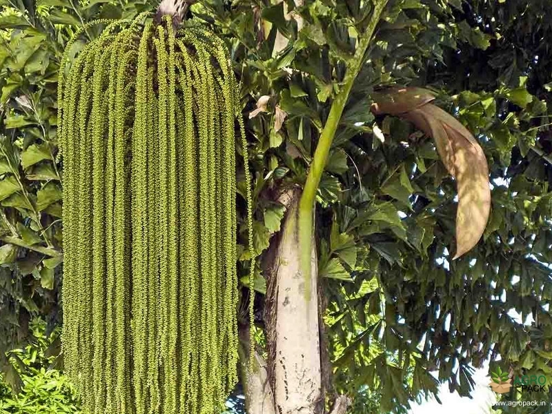Toddy-Palm1