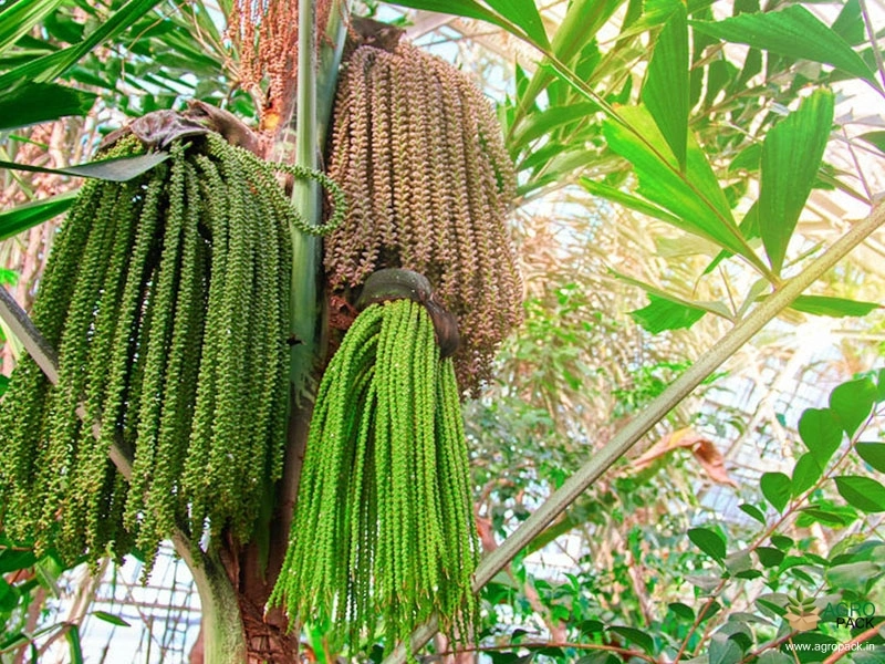 Toddy-Palm2