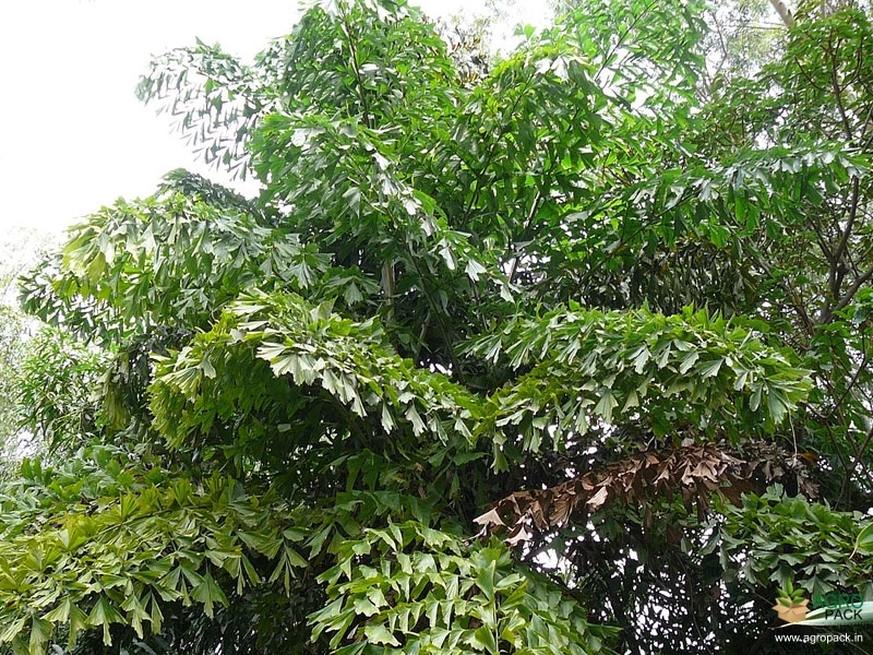 Toddy-Palm4