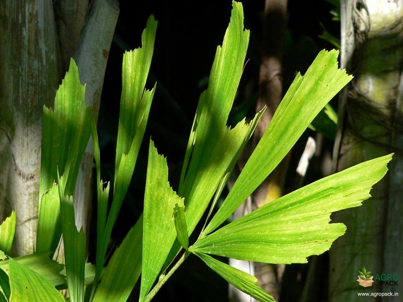 Toddy-Palm6