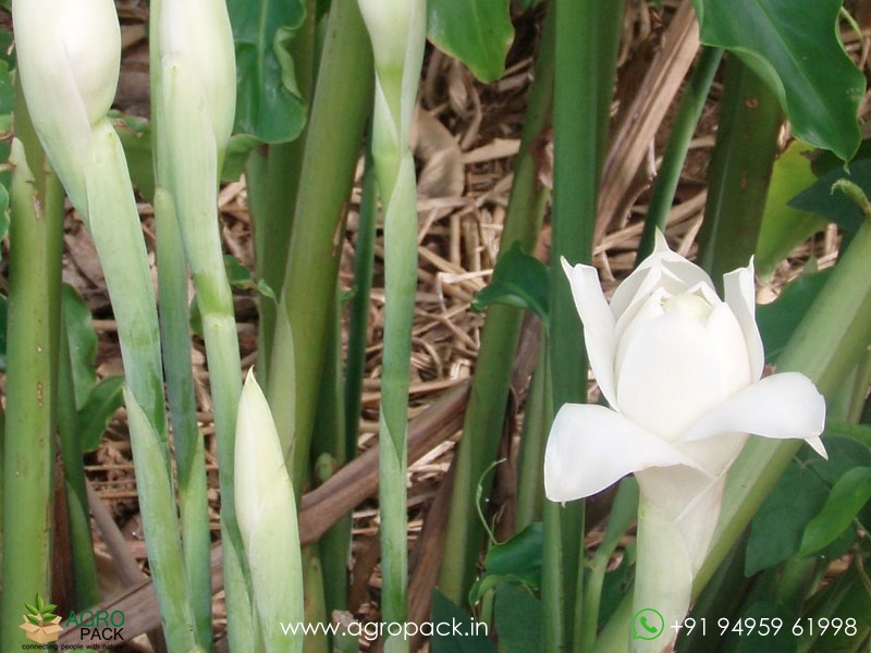 Torch-Ginger--White1