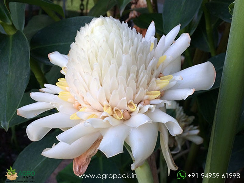 Torch-Ginger--White2