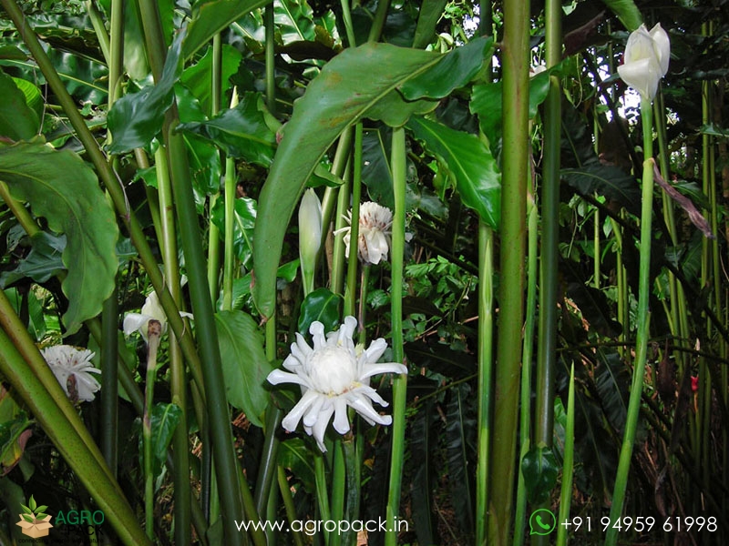 Torch-Ginger--White3