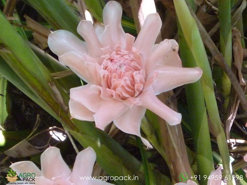 Torch-Ginger-Pink1